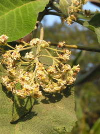 Palo Gusano